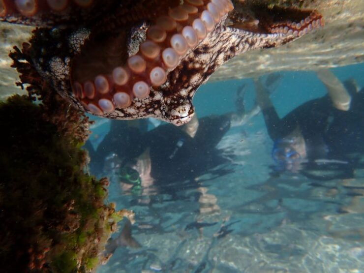 Porto Santo: Snorkeling Tour - Experience Highlights