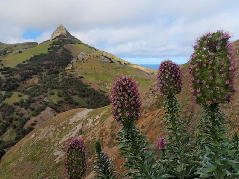 Porto Santo: Terra Chã and Pico Branco Hiking tour - An In-Depth Look at the Porto Santo Hiking Tour