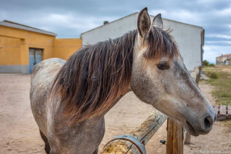 Porto Torres: rent your mountain bike to discover Asinara - Authentic reviews and insights