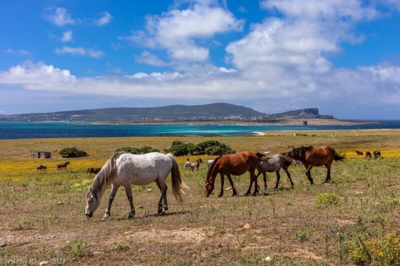 Porto Torres: rent your mountain bike to discover Asinara - FAQ