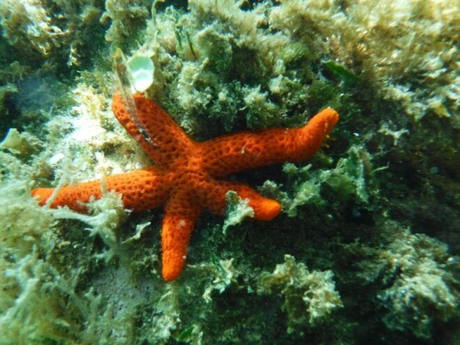 Porto Torres: Snorkeling in Balai Bay - Booking Information