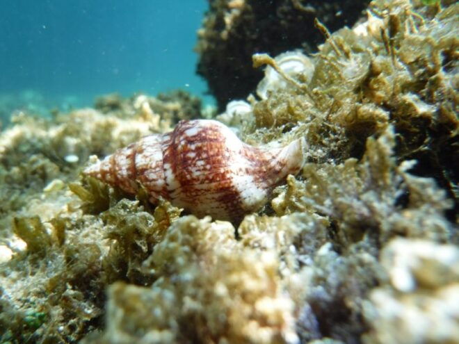 Porto Torres: Snorkeling in Balai Bay - Experience Description