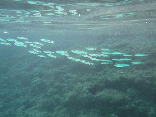 Porto Torres: Snorkeling in Balai Bay - The Sum Up