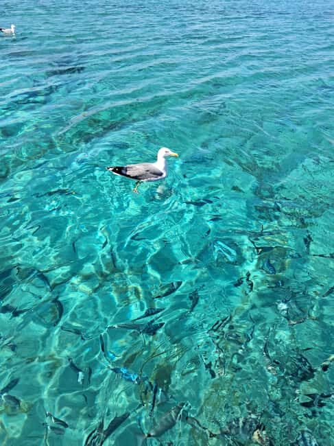 Porto-Vecchio : Discover Nature Through the Lavezzi Islands - The Sum Up: Who Will Love This Tour?