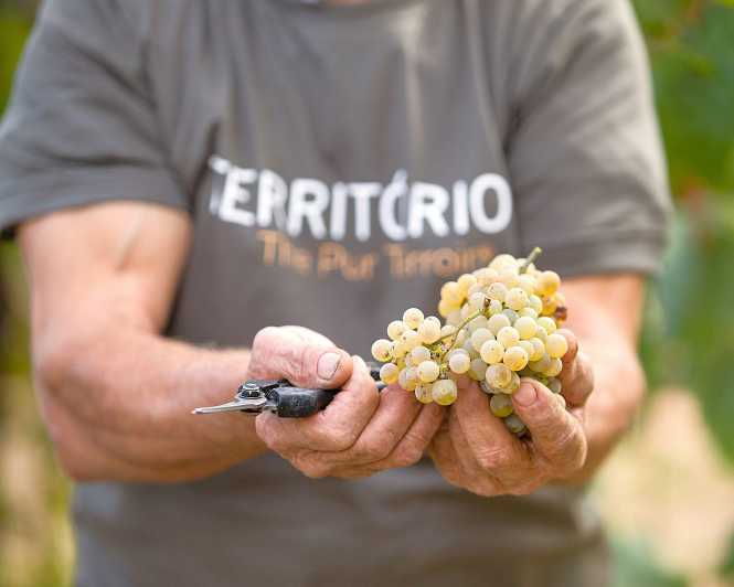 Porto: Vinho Verde Experience With 2 Wineries & Lunch - Itinerary Details