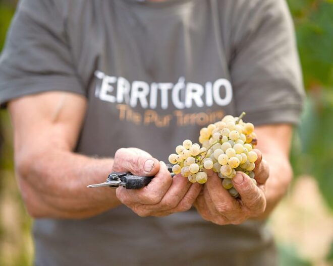 Porto: Vinho Verde Experience With 2 Wineries & Lunch - Included in the Experience