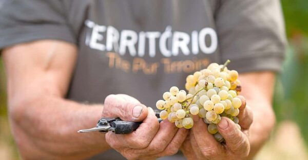 Porto: Vinho Verde Experience With 2 Wineries & Lunch - Explore Melgaço