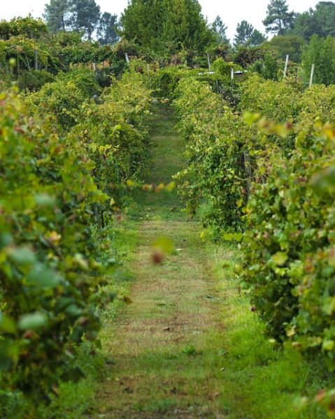 Porto: Vinho Verde Experience With 2 Wineries & Lunch - Scenic Drives and Views