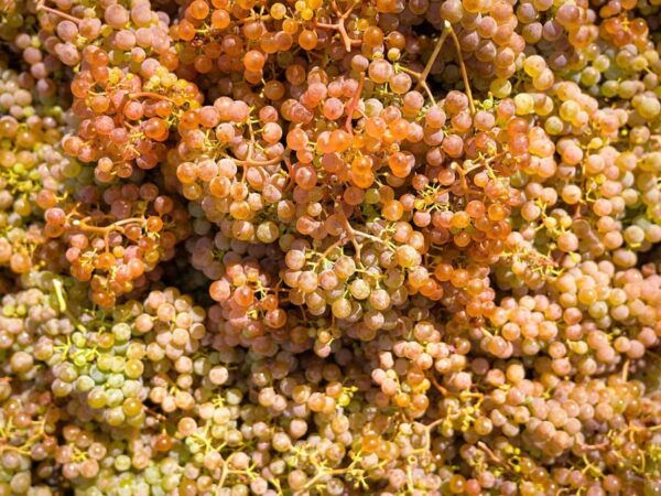 Porto: Vinho Verde Experience With 2 Wineries & Lunch - Frequently Asked Questions