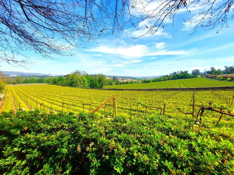 Porto: Wine Tastings (Green Wine) & Lunch & Porto Old Tour - Good To Know