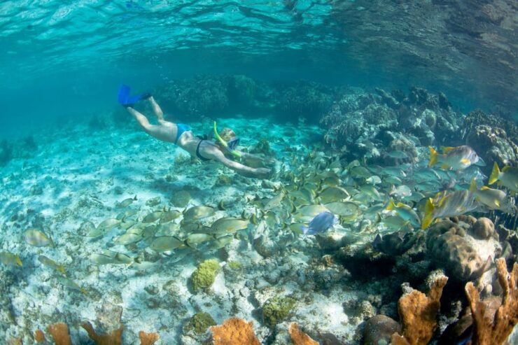 Portofino Reserve: Snorkeling Experience and Dinghy Tour - Pricing Information