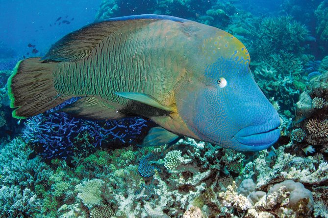 Poseidon Outer Great Barrier Reef Snorkeling and Diving Cruise From Port Douglas - Value for Money