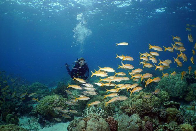 Poseidon Outer Great Barrier Reef Snorkeling and Diving Cruise From Port Douglas - Staff and Service