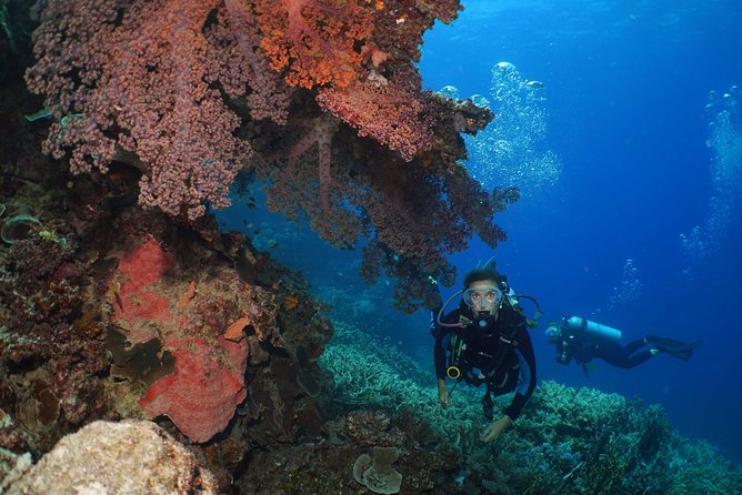 Poseidon Outer Great Barrier Reef Snorkeling and Diving Cruise From Port Douglas - The Sum Up