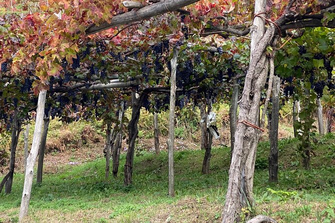 Positano Private Transfer From/To Naples With Pompeii Guided Tour - The Sum Up