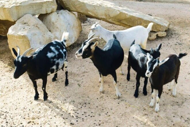Postcards of Boa Vista 4x4 Tour With Shipwreck & Local Lunch - Inclusions