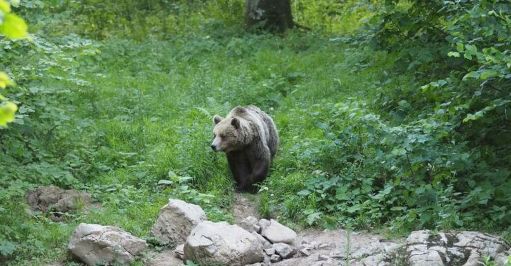 Postojna: Bear Watching Tour With Ranger and Local Guide - Good To Know