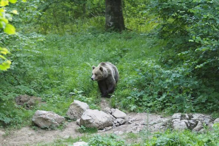 Postojna: Bear Watching Tour With Ranger and Local Guide - Experience and Itinerary