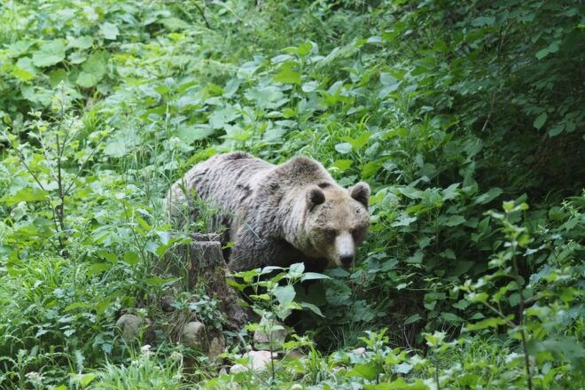 Postojna: Bear Watching Tour With Ranger and Local Guide - Meeting Point and Requirements