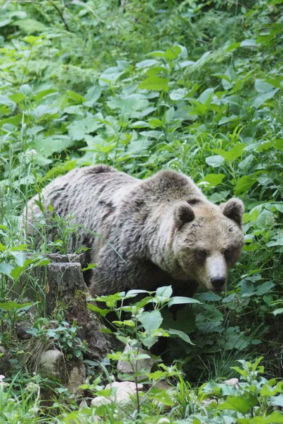 Postojna: Bear Watching Tour With Ranger and Local Guide - The Sum Up
