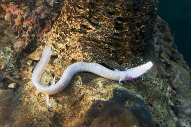 Postojna Cave and Predjama Castle - Entrance Tickets Included - The Journey Back to Ljubljana