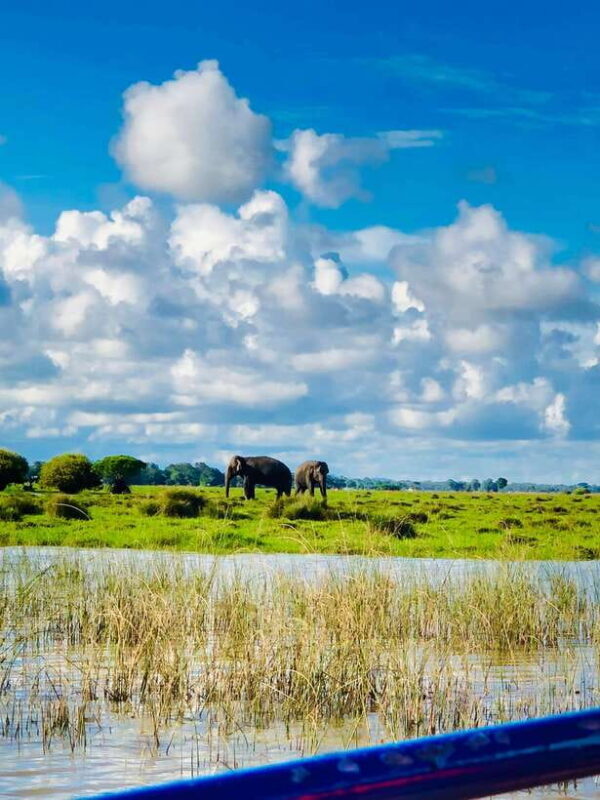 Pottuvil Lagoon Eco Tour : Mangrove Adventure in Arugam Bay - Good To Know