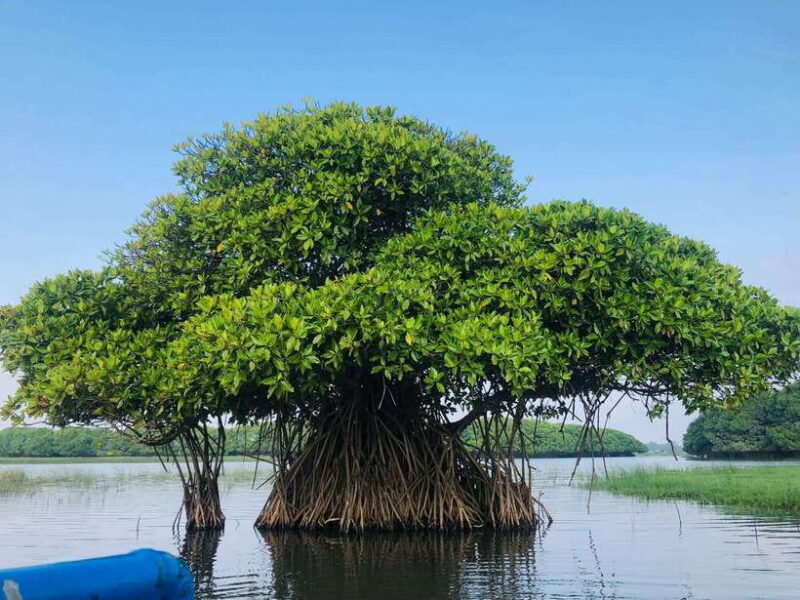 Pottuvil Lagoon Eco Tour : Mangrove Adventure in Arugam Bay - Good To Know