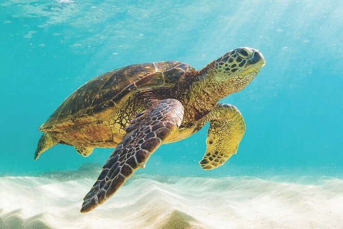 Powerboat and Snorkel Tour With Swimming Pigs and Turtles - Tour Overview