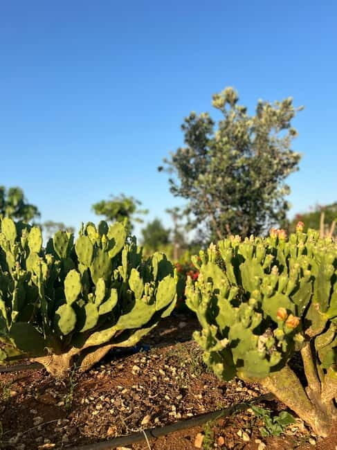 Pozzo Faceto: botanical garden - Discovering Pozzo Faceto: A Unique Botanical Experience