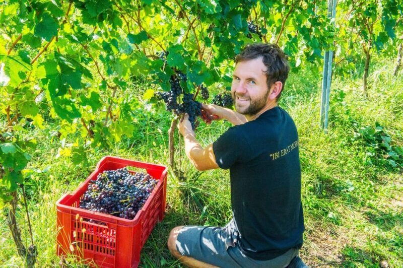Pozzolengo: Vineyard tour and tasting of typical Garda wines - A Deep Dive into the Vineyard Tour Experience