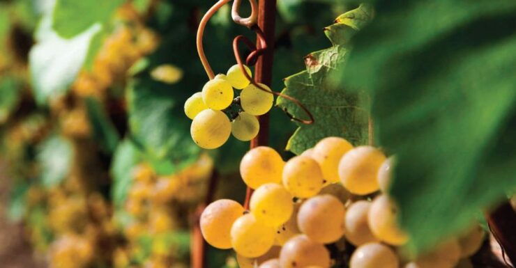 Pozzolengo: Winery Tour and Tasting on Morainic Hills - Winery Experience