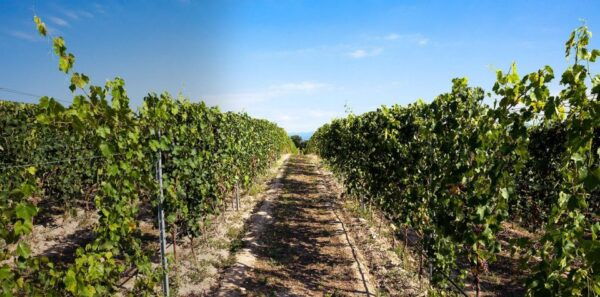 Pozzolengo: Winery Tour and Tasting on Morainic Hills - Frequently Asked Questions