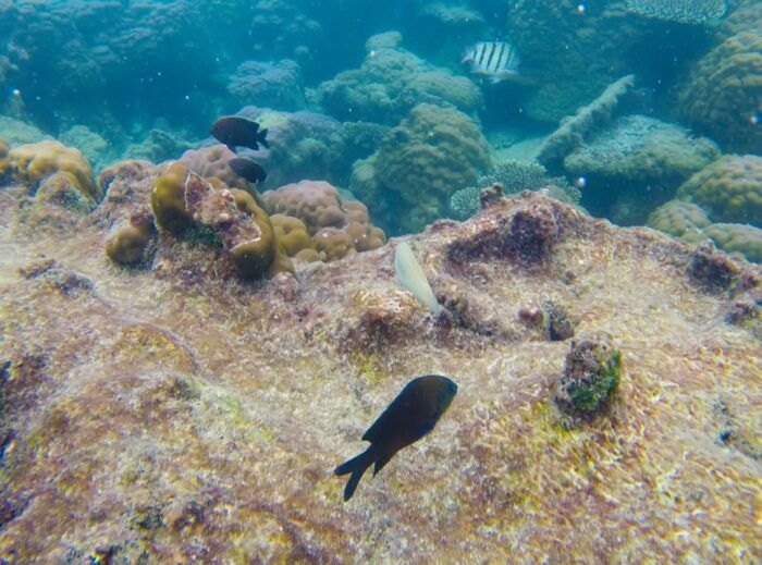 PQ: Speedboat Tour to 3 Islands in the South (CANO TRIP) - Relaxing at May Rut Island
