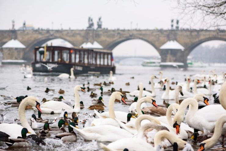 Prague: 1.5-Hour River Boat Cruise and Guided Tour - Tour Details