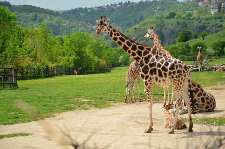 Prague: Boat Ride to the Zoo and Admission Ticket - Activity Details