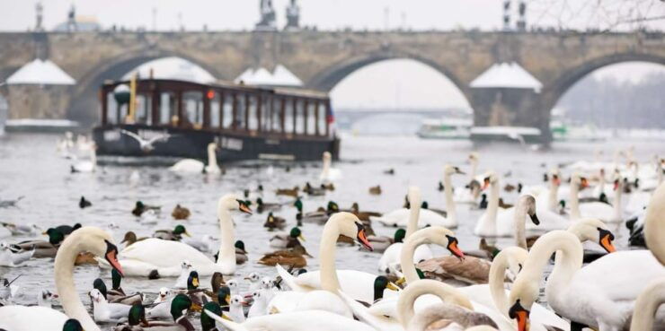 Prague: River Cruise, Charles Bridge Museum, & Walking Tour - Pricing and Booking Details