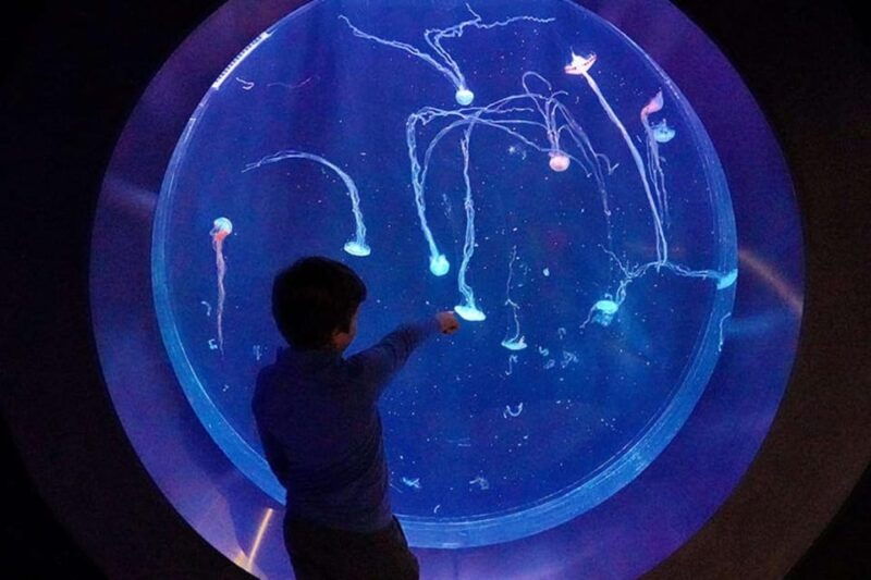 Prague: The World Of Jellyfish Entry Ticket w/ Drink - Exploring the Experience: What You Can Expect