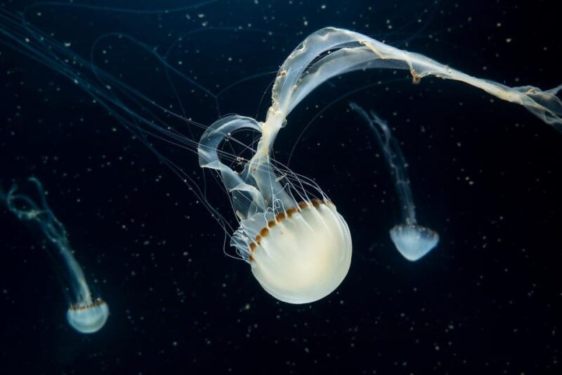 Prague: The World Of Jellyfish Entry Ticket w/ Drink - FAQs