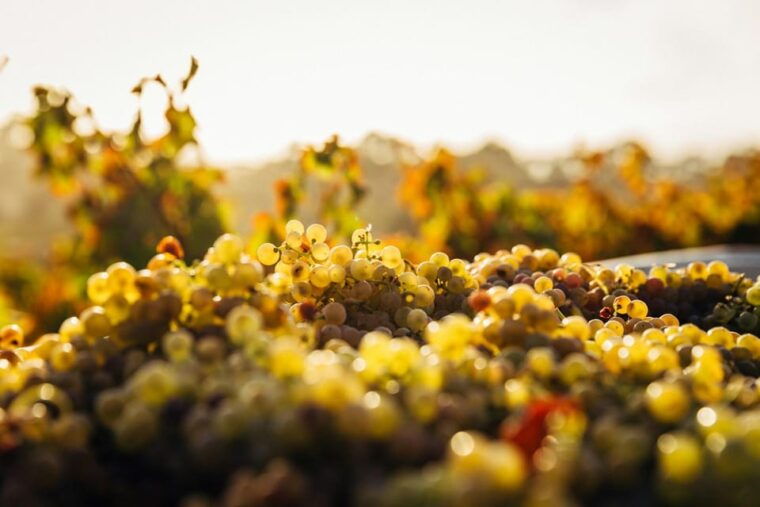 Prague Wine Tour - The Logistics: What You Need to Know