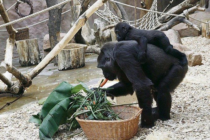Prague Zoo Admission Ticket Including Round Trip Transfer - Frequently Asked Questions
