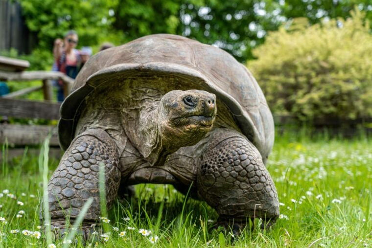 Prague Zoo: Skip-the-Line Entry Ticket - Practical Tips for Your Visit