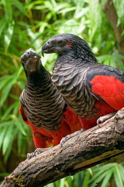 Prague Zoo: Skip-the-Line Entry Ticket - Authentic Experiences from Visitors
