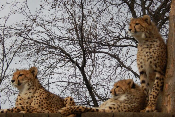 Prague Zoo Skip-the-line Tickets and Private Transfers - Ticket Information