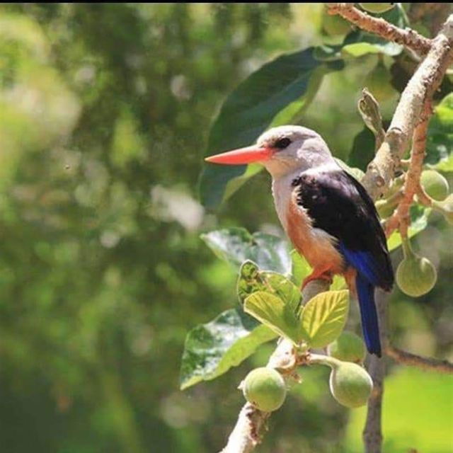 Praia: Guided Nature Hike to Cidade Velha - Tour Highlights
