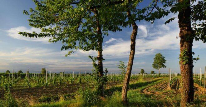 Pramaggiore: Ornella Bellia Winery Guided Tour & Tasting - Tour Activities