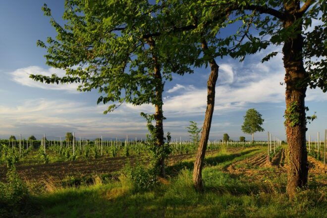 Pramaggiore: Ornella Bellia Winery Guided Tour & Tasting - The Sum Up