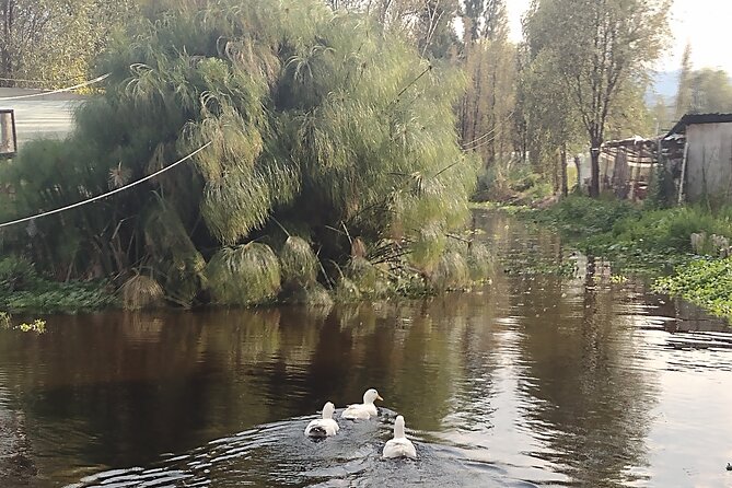 Pre-Hispanic Xochimilco. Private Ecotour. Eat in a Chinampa. - History of Xochimilco