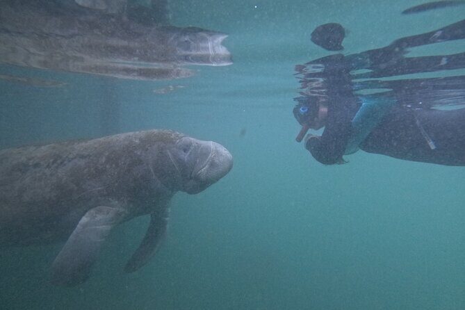 Pre-Season Special Manatee Snorkel Tour in Crystal River - An Introduction to the Tour Setting