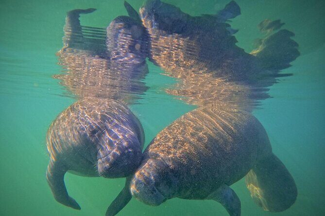 Pre-Season Special Manatee Snorkel Tour in Crystal River - What to Expect During the Water Encounter