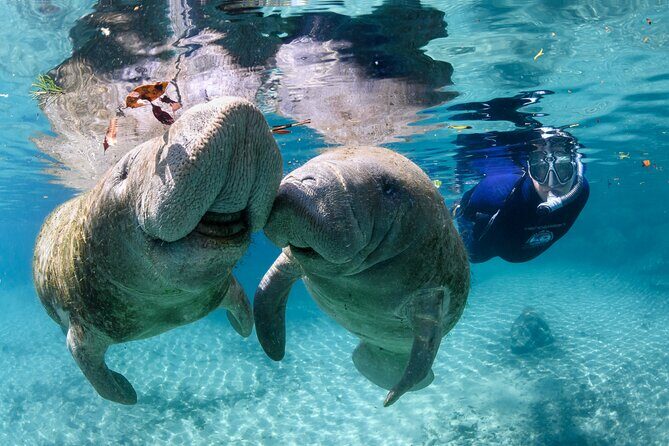 Pre-Season Special Manatee Snorkel Tour in Crystal River - Authentic Encounters and Wildlife Watching